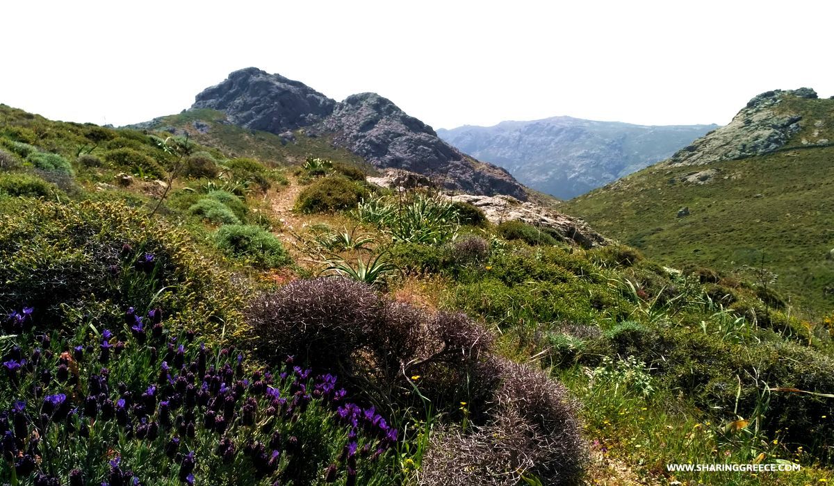 Randonnée à Serifos, descente de Giftika à Chora